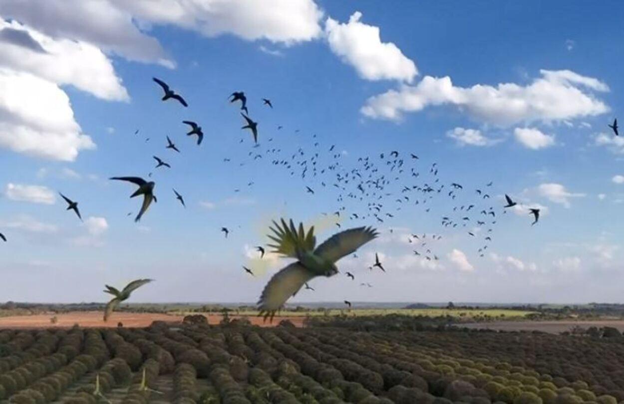 foto Notícia Jaboticabal