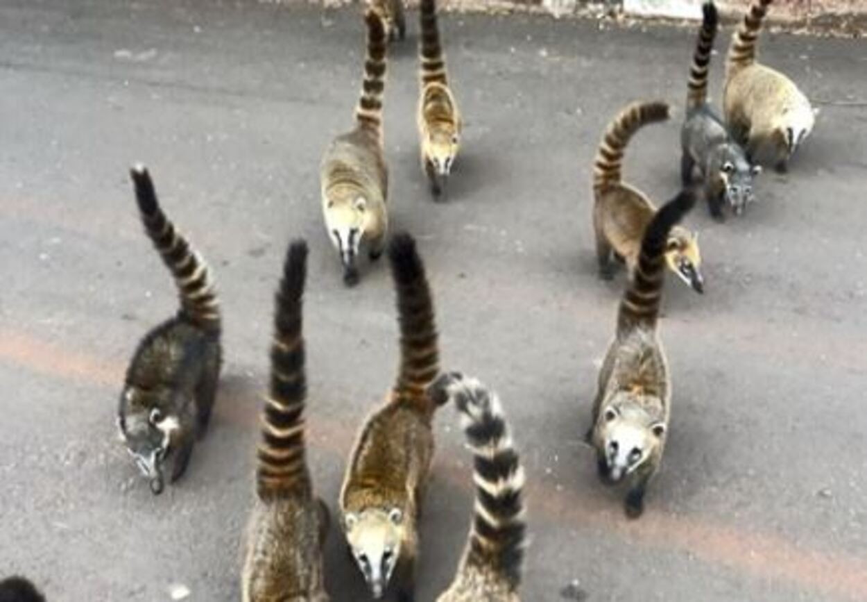 foto Notícia Jaboticabal