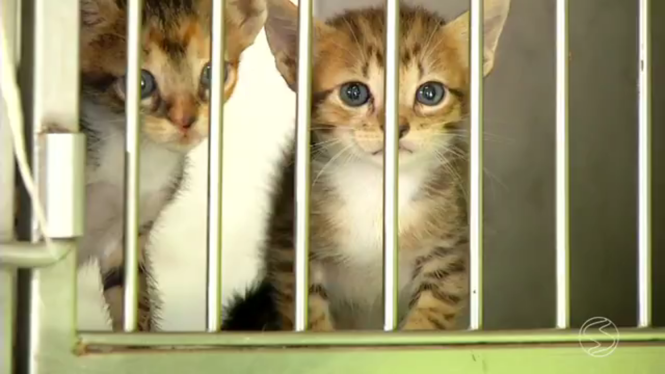 foto Not&iacute;cia Jaboticabal